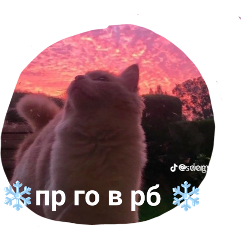 Котики
